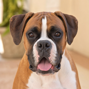 Boxer