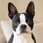 Boston Terrier