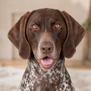 German Shorthaired Pointer