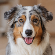 Australian Shepherd