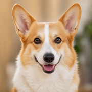 Corgi