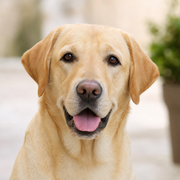 Labrador