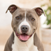 Pit Bull