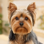 Yorkie